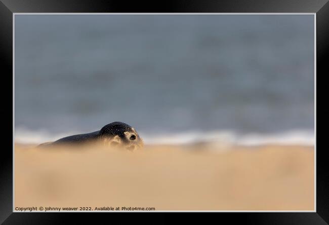Grey Seal Peaking over the dunes at Horsey Gap Norfolk.  Framed Print by johnny weaver