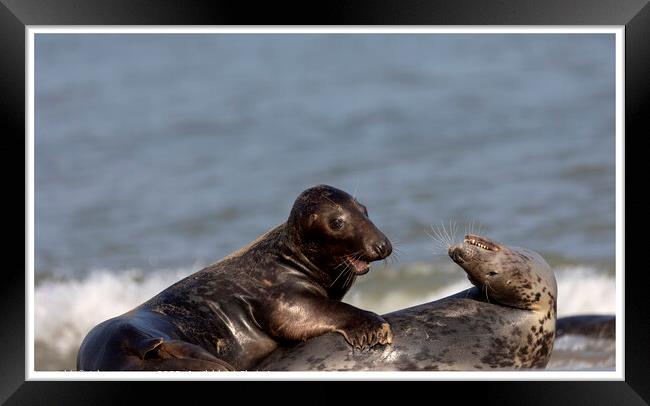 Grey Seals at Horsey Gap Norfolk Framed Print by johnny weaver