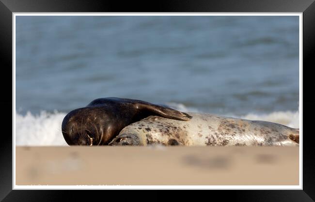 Grey Seals at Horsey Gap Norfolk Framed Print by johnny weaver