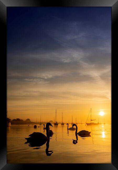 Swan Silhouette Framed Print by johnny weaver