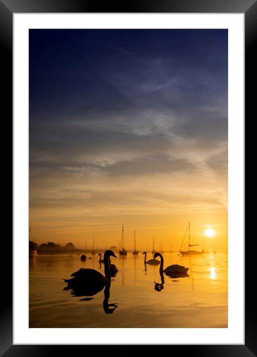 Swan Silhouette Framed Mounted Print by johnny weaver