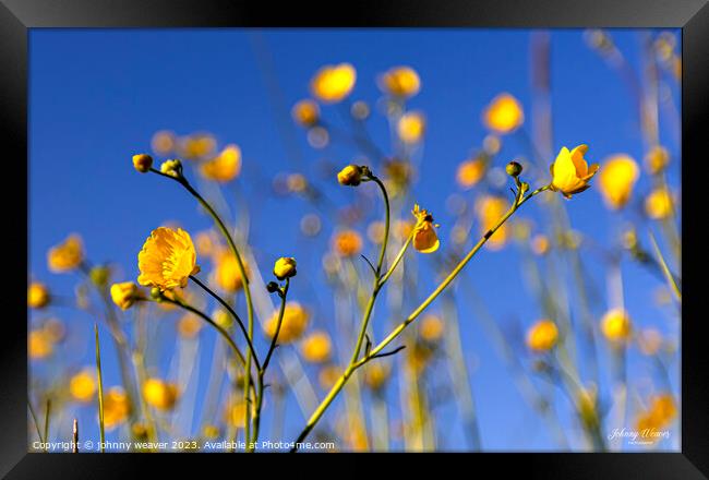 Blues and Buttercups  Framed Print by johnny weaver