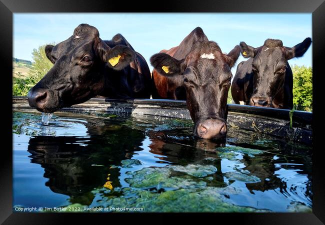 Drinking cows Framed Print by Jim Butler