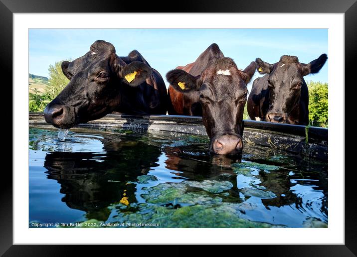 Drinking cows Framed Mounted Print by Jim Butler