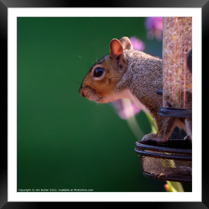 Grey Squirrle Framed Mounted Print by Jim Butler