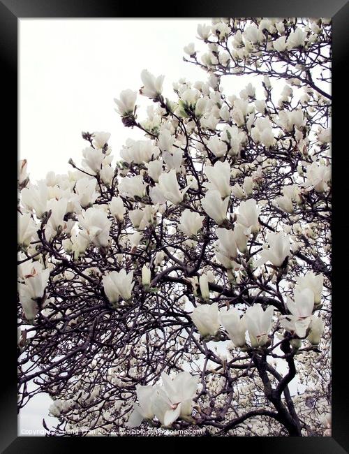 White Magnolia					 Framed Print by Hang Tran