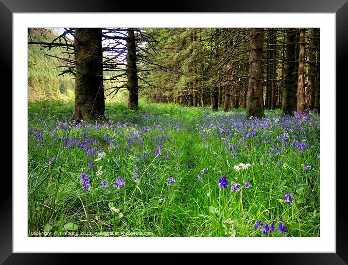 Spring Nature Trail in Lochgoilhead Framed Mounted Print by Tim King
