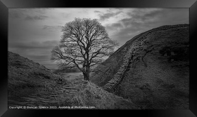 Sycamore Gap Framed Print by Duncan Spence