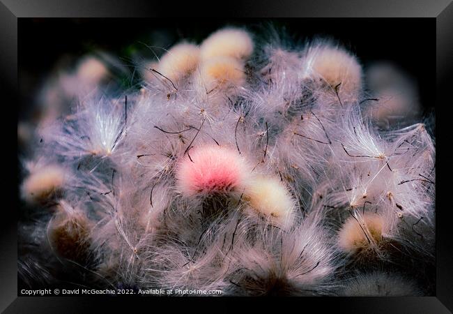 Pink Fluffy Thistle Framed Print by David McGeachie