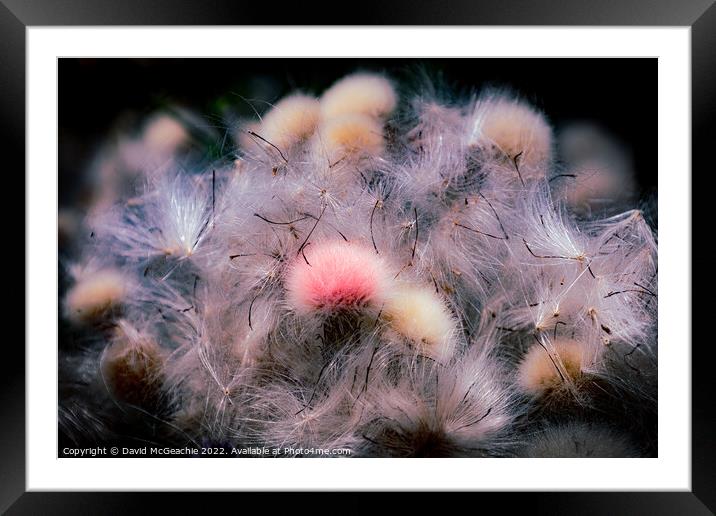 Pink Fluffy Thistle Framed Mounted Print by David McGeachie