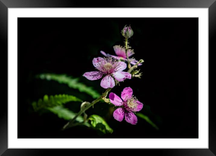 Wild pink rose Framed Mounted Print by David McGeachie