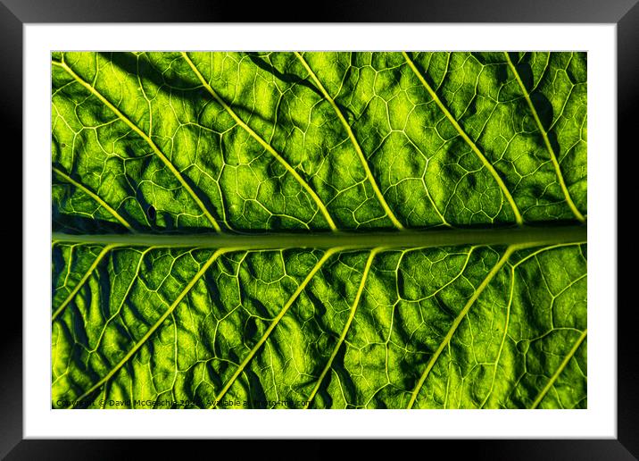 Canals of Life Framed Mounted Print by David McGeachie