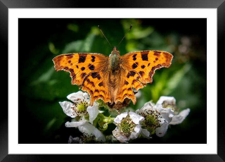Serene Sunbathing Butterfly Framed Mounted Print by David McGeachie