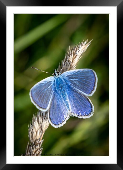 Feeling a bit blue Framed Mounted Print by David McGeachie