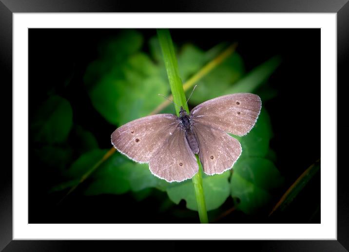 Sunbathing Ringlet Butterfly Framed Mounted Print by David McGeachie