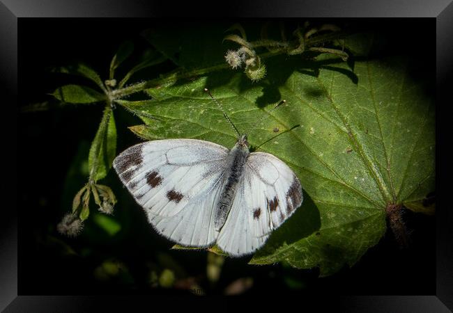 Spectacular Large White Butterfly Framed Print by David McGeachie