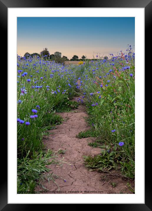Path through the blue fields Framed Mounted Print by David McGeachie