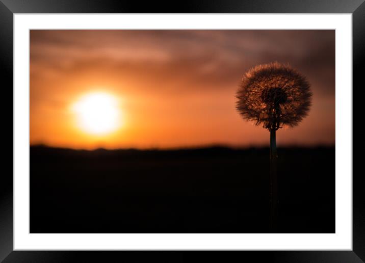 Dandelion Dreamscape Framed Mounted Print by David McGeachie