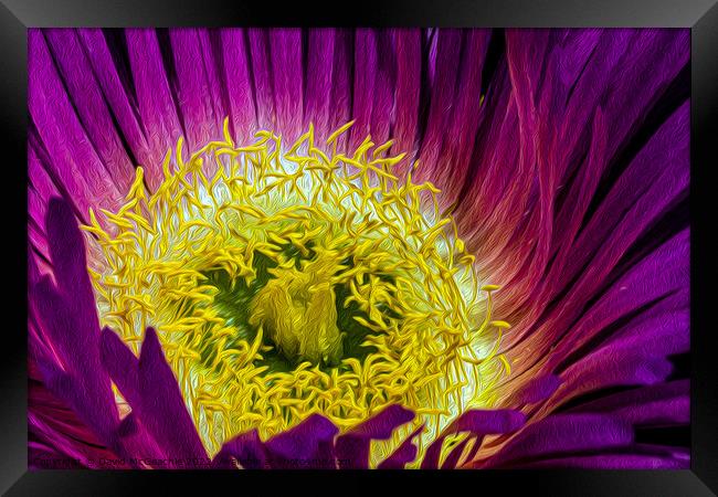 Mesmerizing Mesembryanthemum Framed Print by David McGeachie