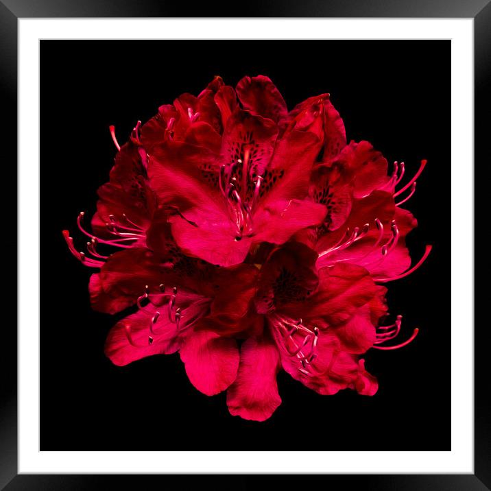 Bold and Beautiful Blooms Framed Mounted Print by David McGeachie