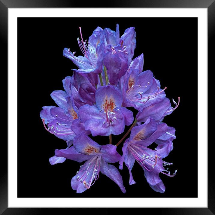Majestic Blooms at Belvoir Castle Framed Mounted Print by David McGeachie