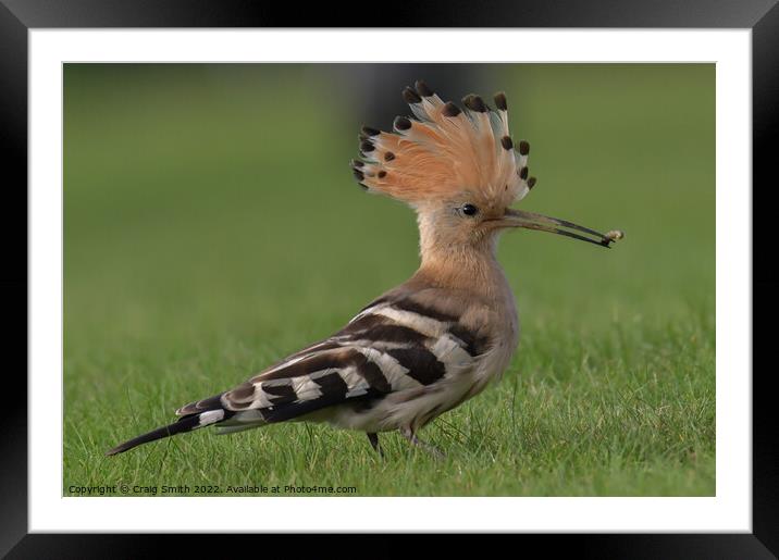 Hoopoe  Framed Mounted Print by Craig Smith