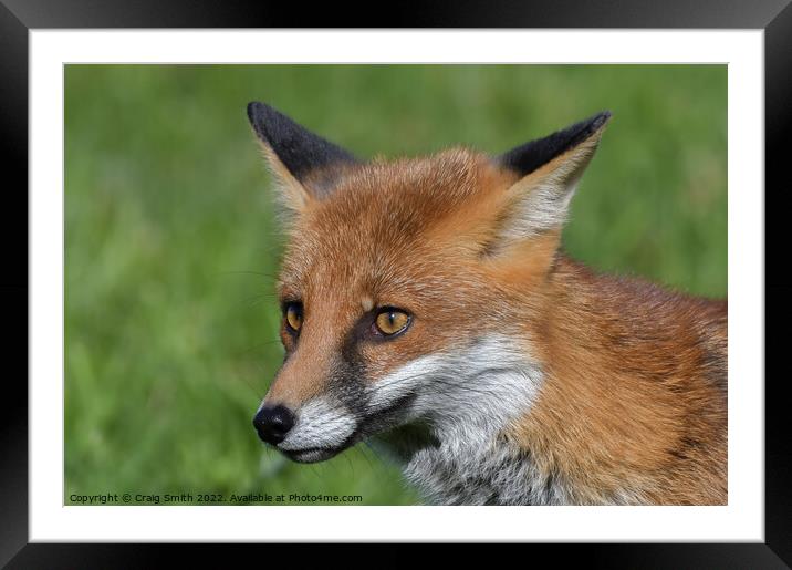 Red Fox Framed Mounted Print by Craig Smith