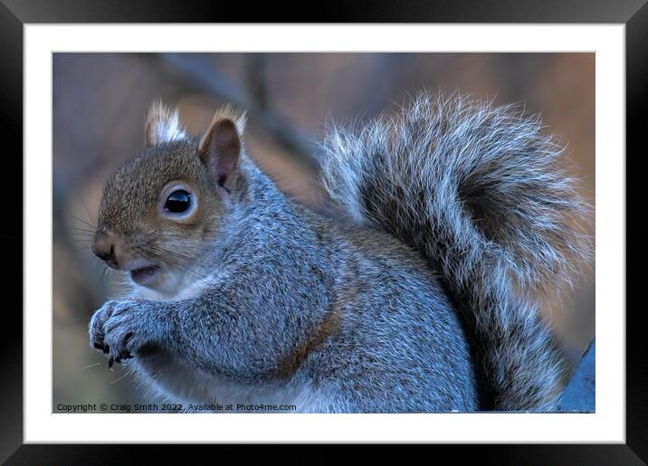 A close up of a Grey squirrel Framed Mounted Print by Craig Smith