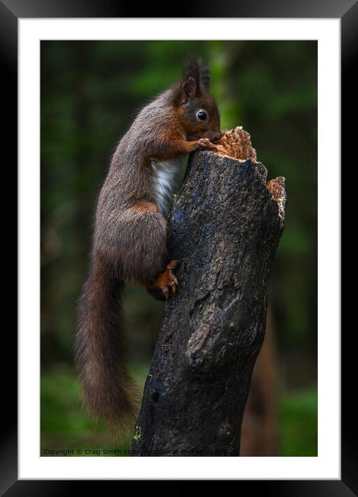Red Squirrel  Framed Mounted Print by Craig Smith