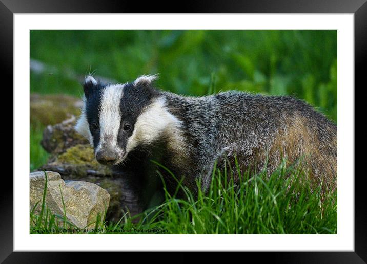 Badger  Framed Mounted Print by Craig Smith