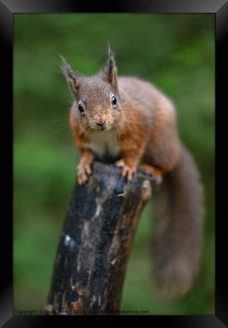 Red Squirrel  Framed Print by Craig Smith
