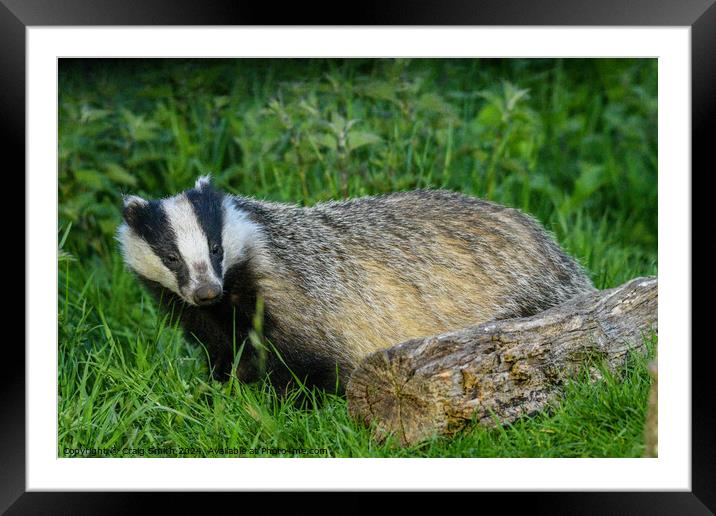 Badger Framed Mounted Print by Craig Smith