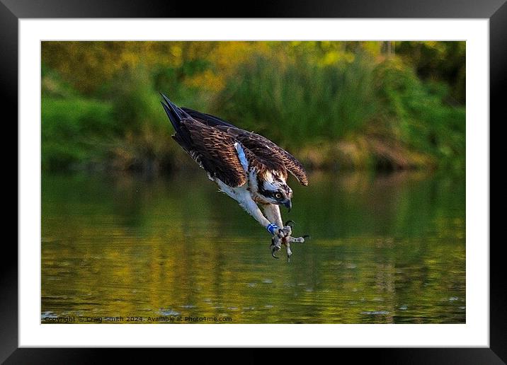 Osprey  Framed Mounted Print by Craig Smith