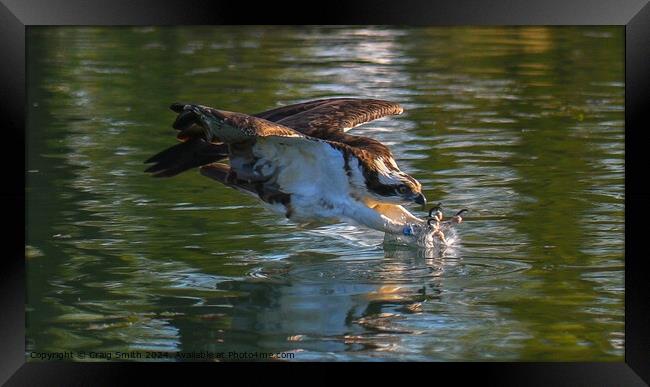 Osprey Framed Print by Craig Smith