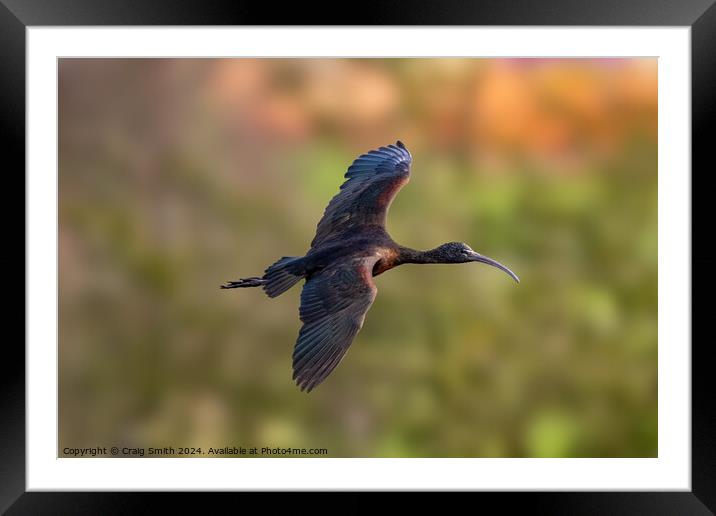 Glossy Ibis Framed Mounted Print by Craig Smith