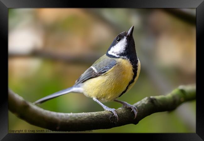 Great Tit Framed Print by Craig Smith
