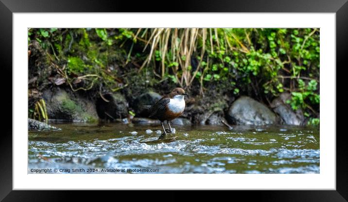 Dipper Framed Mounted Print by Craig Smith