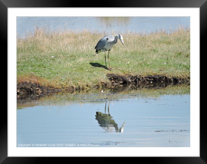 Grey Heron and reflection Framed Mounted Print by Elisabeth Lucas