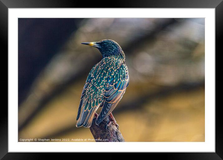  Starling  Framed Mounted Print by Stephen Jenkins