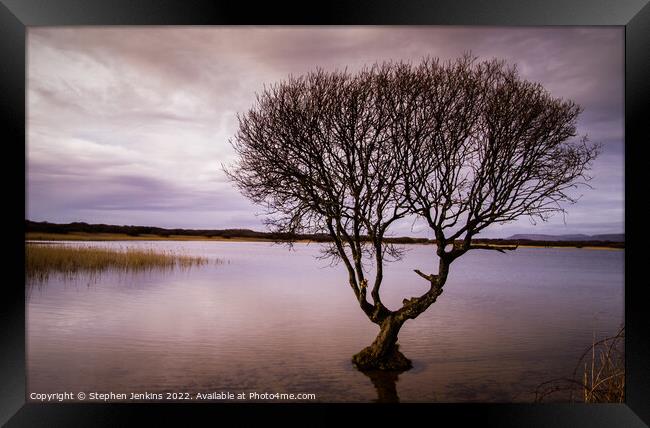 Lonely tree at Kenfig pool Framed Print by Stephen Jenkins
