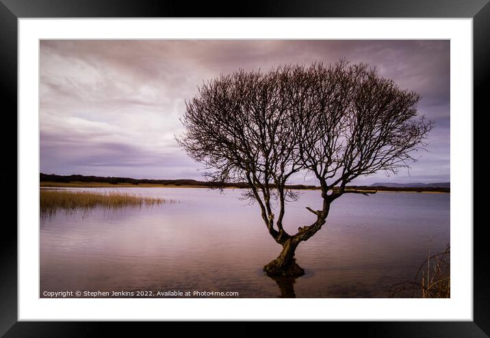 Lonely tree at Kenfig pool Framed Mounted Print by Stephen Jenkins