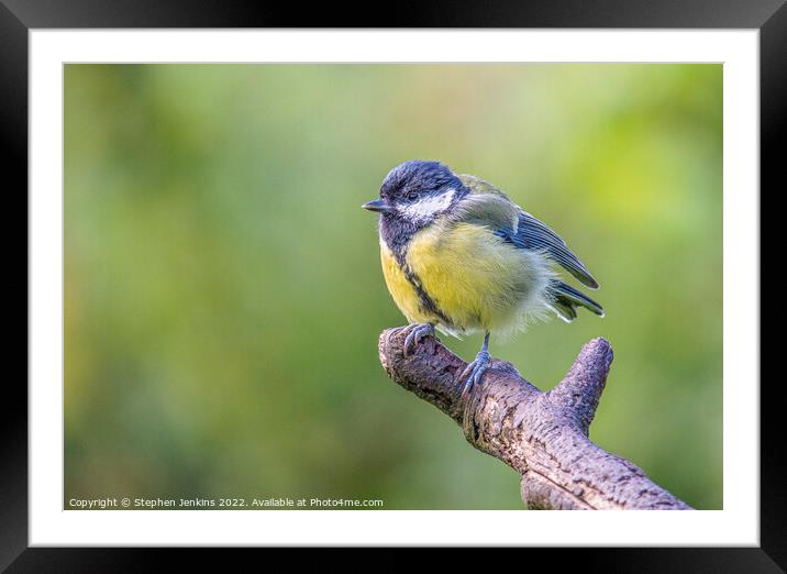 Coal tit Framed Mounted Print by Stephen Jenkins