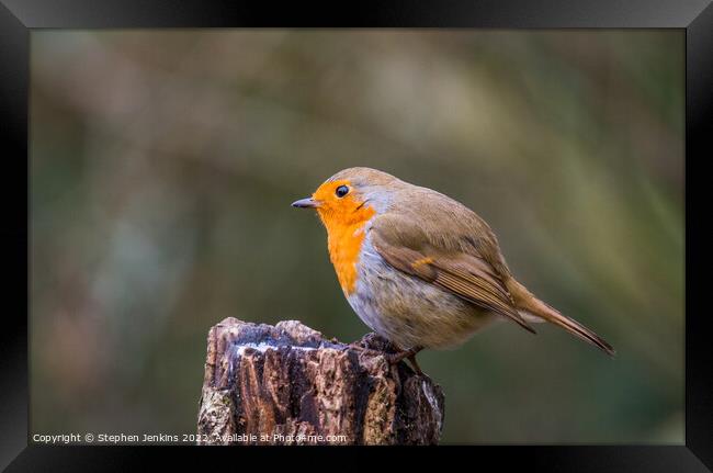 Robin Framed Print by Stephen Jenkins