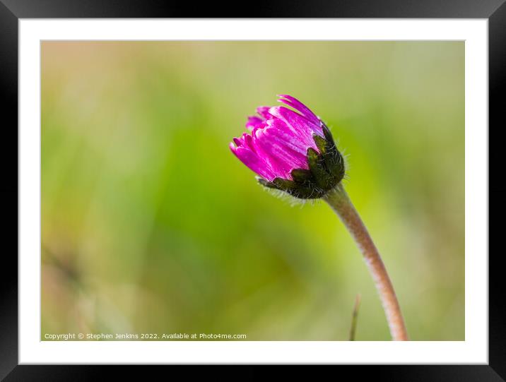 Signs of spring Framed Mounted Print by Stephen Jenkins