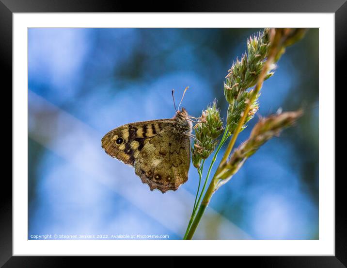 Speckled wood Butterfly Framed Mounted Print by Stephen Jenkins
