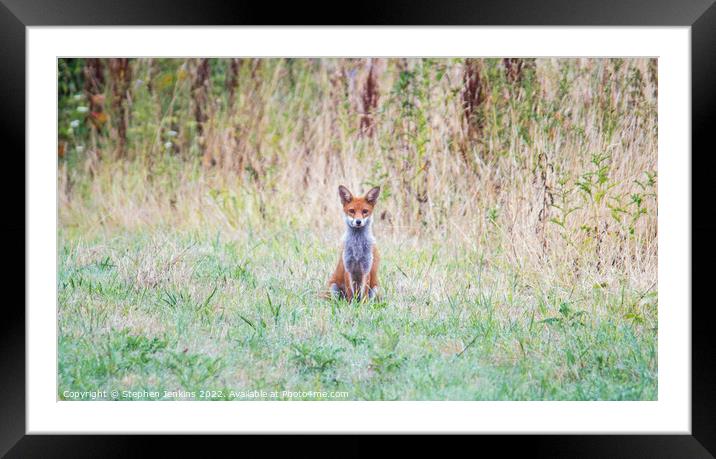 Lonely Fox Framed Mounted Print by Stephen Jenkins