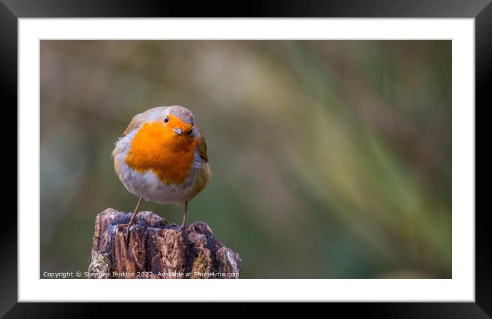 A Curious Robin Framed Mounted Print by Stephen Jenkins