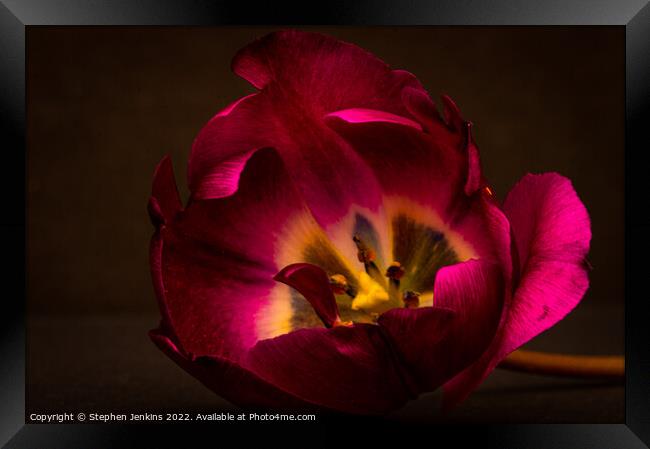 A backlit Tulip Framed Print by Stephen Jenkins
