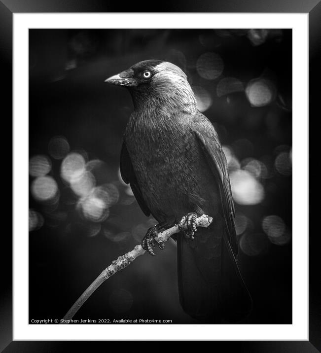 Raven Framed Mounted Print by Stephen Jenkins