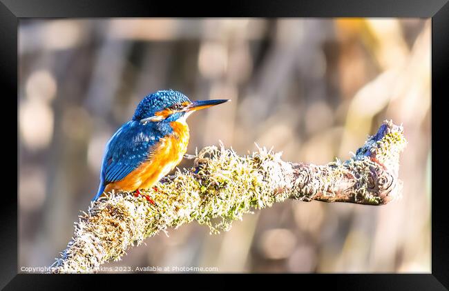 Kingfisher on its perch  Framed Print by Stephen Jenkins